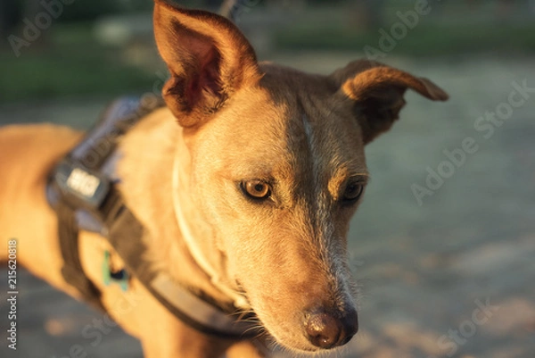 Fototapeta Retrato de primer plano de perro de color marrón y mirada expresiva al atardecer en un parque