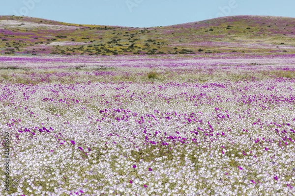 Fototapeta From time to time rain comes to Atacama Desert, when that happens thousands of flowers grow along the desert from seeds that are from hundreds of years ago, amazing the "Desierto Florido" phenomenom