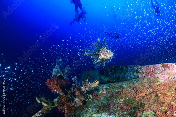 Fototapeta Beautiful Lionfish swimming over a coral encrusted shipwreck in a tropical ocean