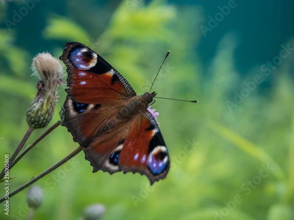 Fototapeta Butterfly on a flower