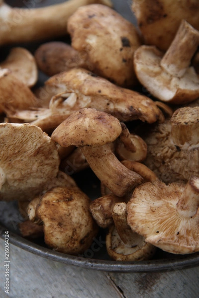 Obraz fresh uncooked mushrooms