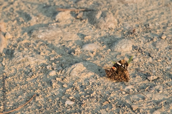 Fototapeta butterfly on the pathway