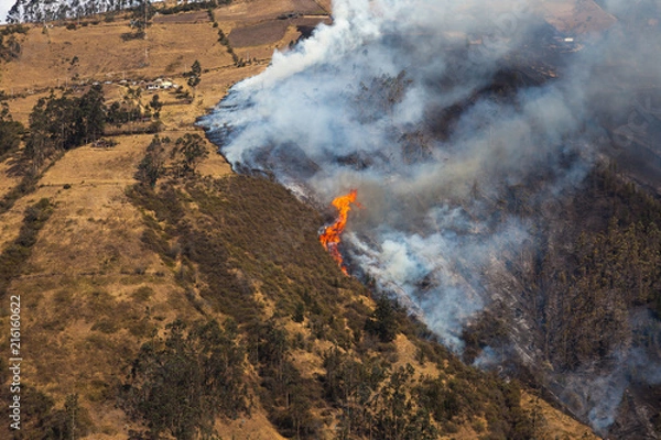 Fototapeta Forest fire