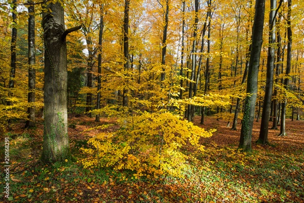 Fototapeta Woods with brightly autumnal coloured trees at fall season