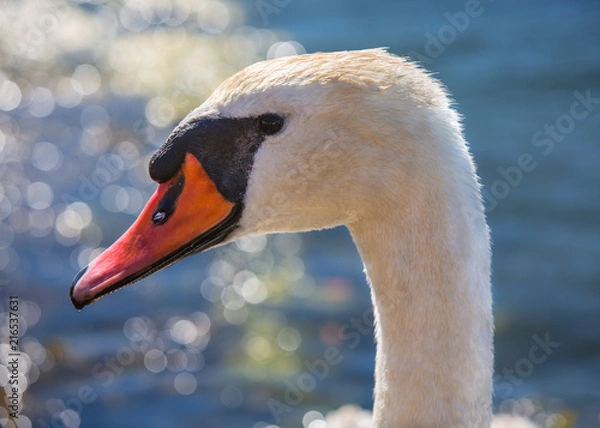 Fototapeta Mute Swan Bokeh