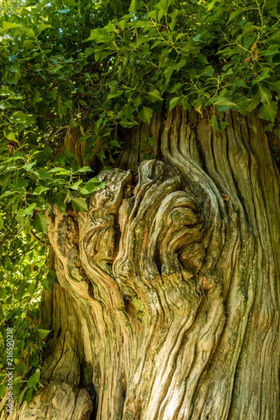 Fototapeta huge tree trunk with twisted surface texture covered with green leaves on top