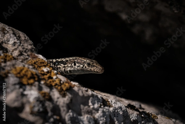 Fototapeta cute lizard taking sun on rock stone