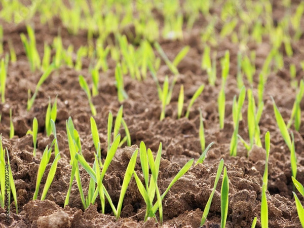 Fototapeta Young wheat