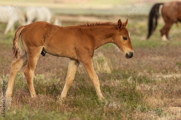 Fototapeta Cute Wild Horse Foal