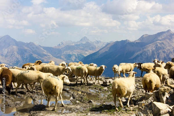 Fototapeta Flock of Sheeps at Alpes-de-Haute-Provence, France