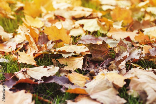 Fototapeta Autumn yellow on the clearing. Narrow focus. Concept of the fall