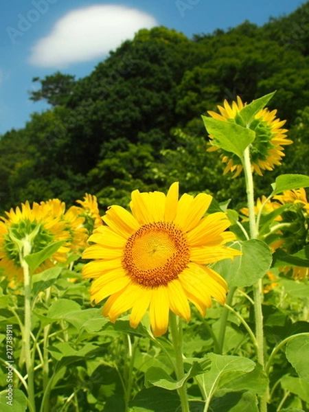 Fototapeta 里山に咲く向日葵