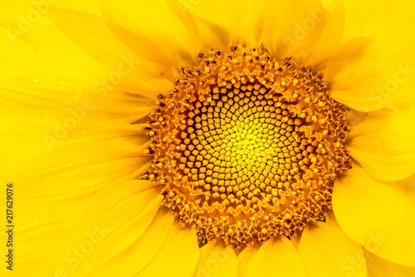 Fototapeta Marco Sunflower, focused on the inner abstract details of the flower