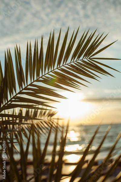 Fototapeta Palm tree in the sunrise