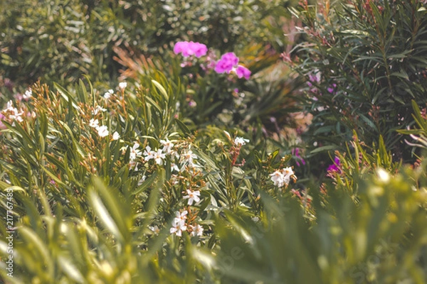 Fototapeta Oleander im Grünen