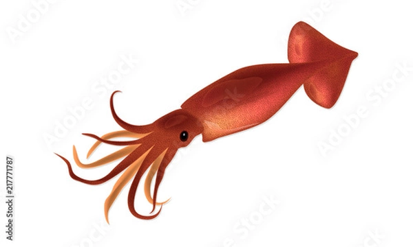 Fototapeta Pink squid isolated on a white background. Vector Illustration