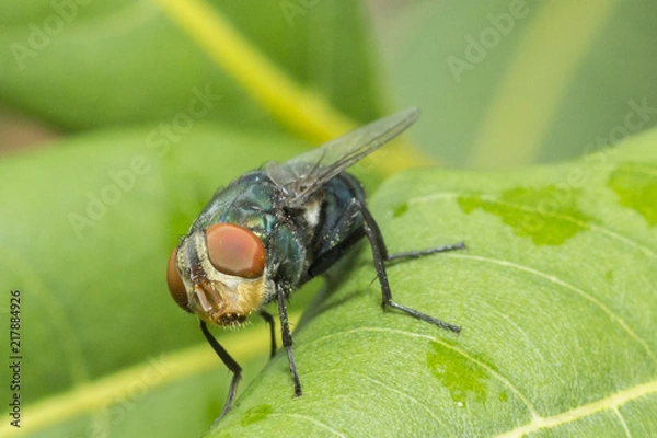 Fototapeta fly on the leaf