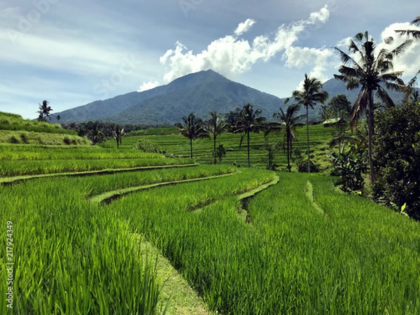 Fototapeta rice fields in bali