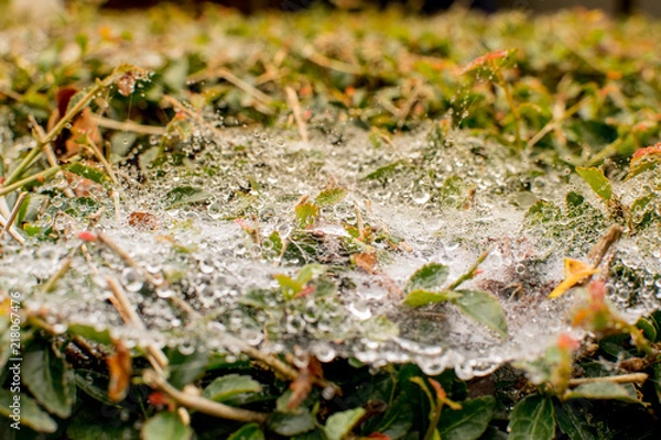 Fototapeta Water drops on the spider web.