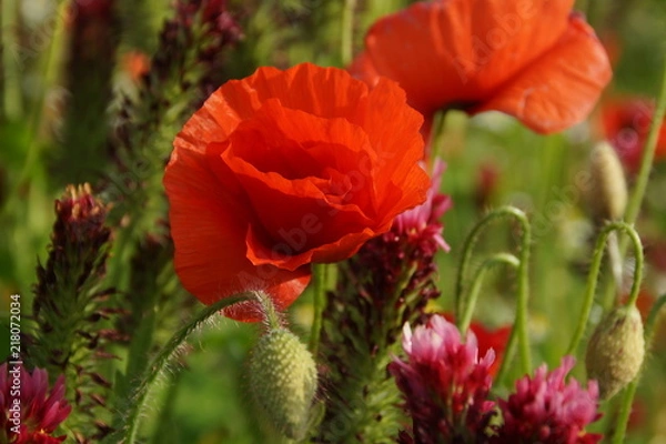 Fototapeta Mohnblumen