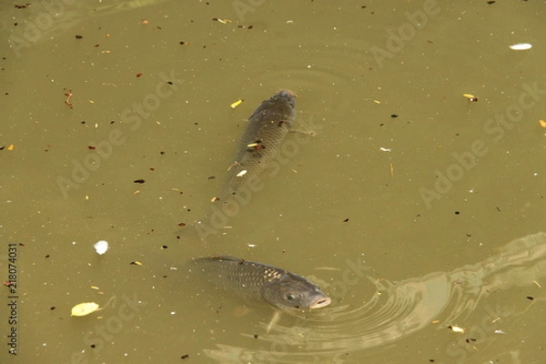 Fototapeta Carpes dans un bassin, jardin des plantes à Toulouse, Haute Garonne