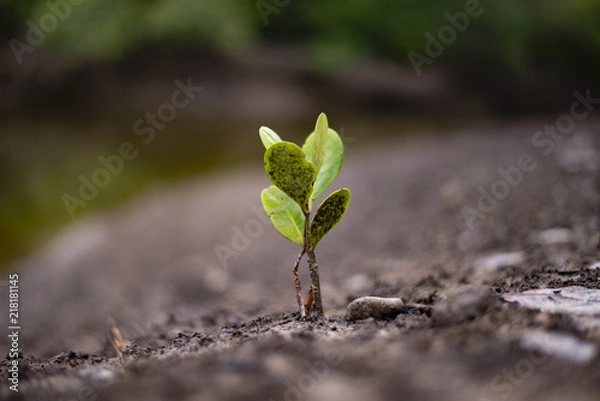 Fototapeta Seedling mangrove forest grow beside the river.