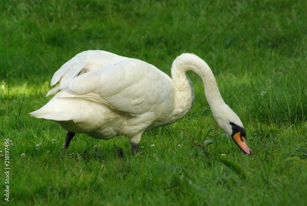 Fototapeta swan on grass