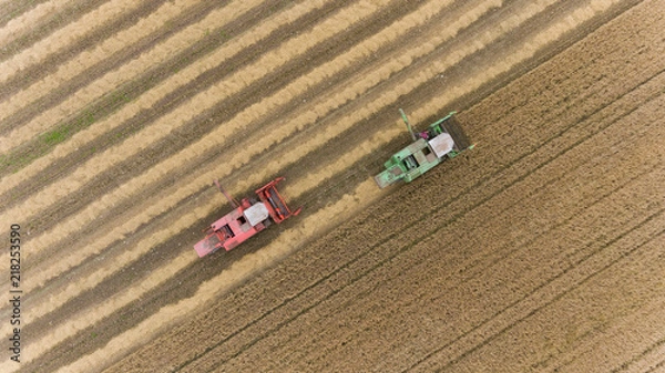 Fototapeta aerial view of combine harvester harvesting hay in rural Ireland