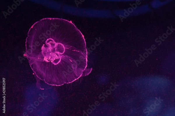 Fototapeta Aurelia aurita, moon jellyfish swimming inside aquarium.