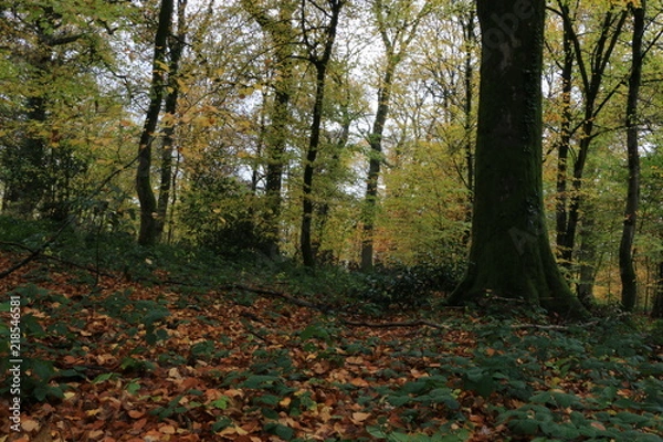 Fototapeta Foret Automne