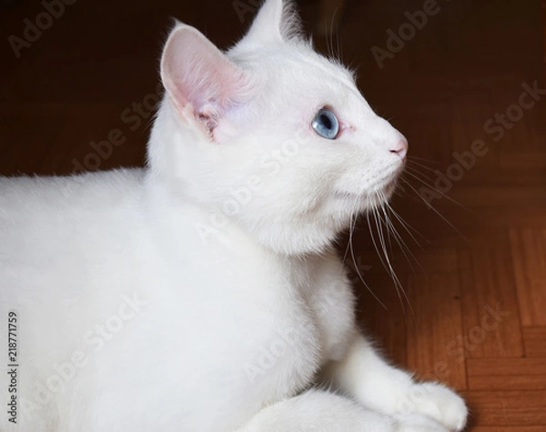 Fototapeta portrait of a white cat