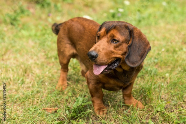 Fototapeta pure breed Alpine Dachsbracke dog  brown dog summer outdoor shot close up 