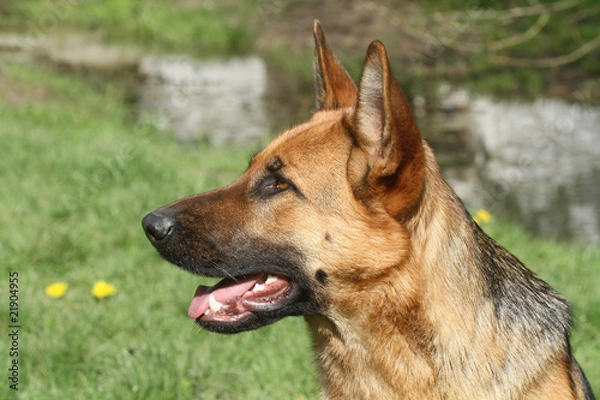 Fototapeta tête de berger allemand de profil - german shepherd dog