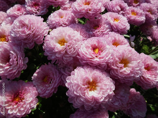 Fototapeta Chrysanthemum in the morning dew