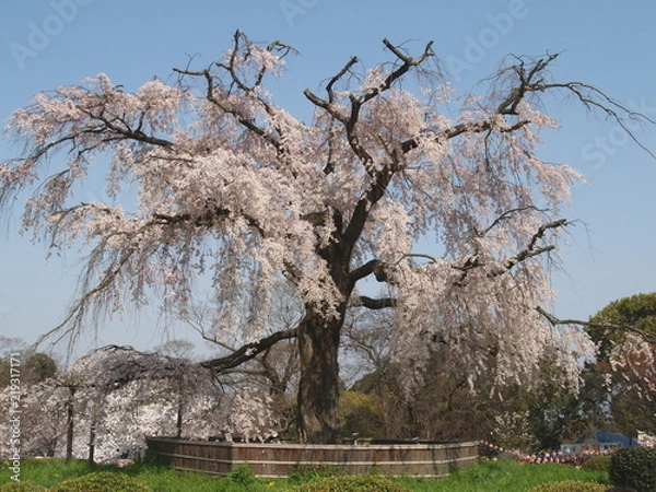 Fototapeta Weeping Cherry Blossom Tree in Maruyama Park, Kyoto, Japan