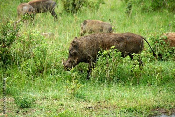 Fototapeta Warthogs in the Grass