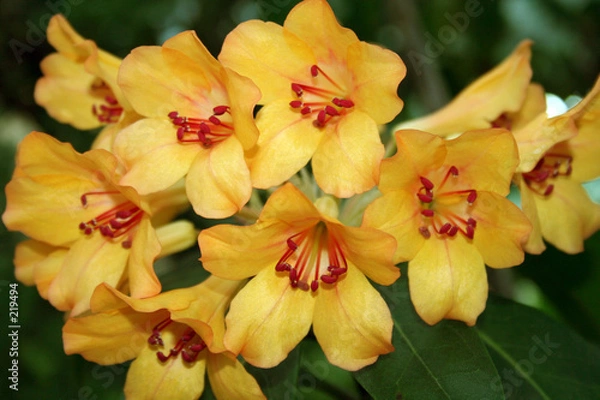 Fototapeta yellow tropical flower.