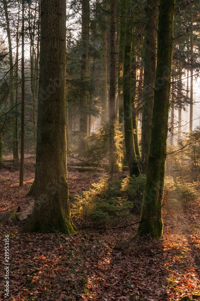 Fototapeta Autumn forest, sunshine under the trees, morning 13