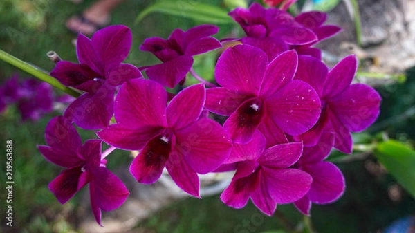 Obraz Orchids