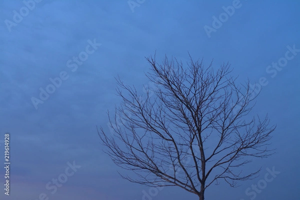 Fototapeta Leafless tree under night sky