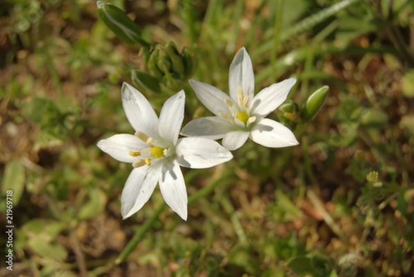 Fototapeta fiori bianchi