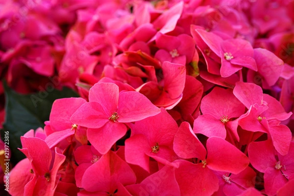 Fototapeta Pink heads of hydrangea flowers