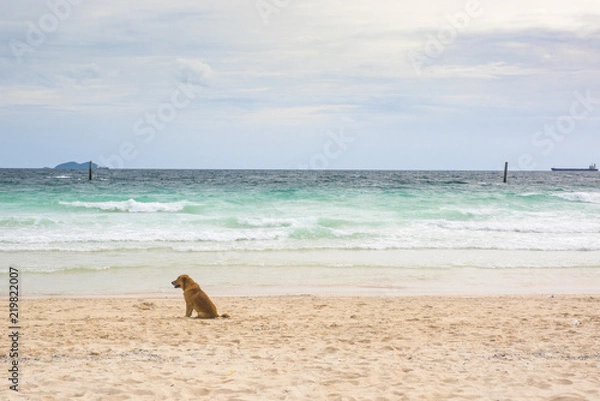 Fototapeta A dog's waiting