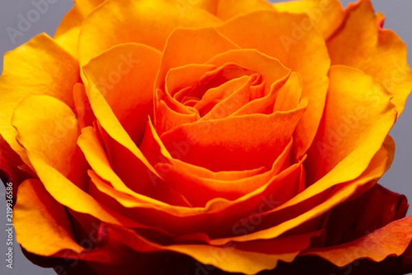 Obraz Head Of Beautiful Orange Rose