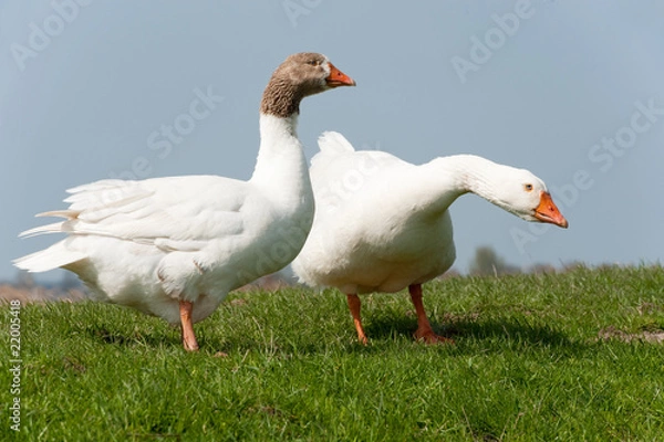 Fototapeta Gooses in landscape