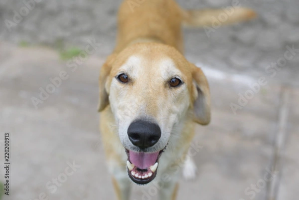 Fototapeta Russian hound dog smiles