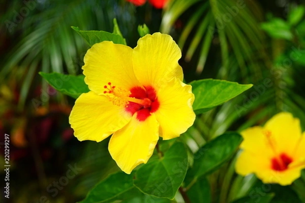 Fototapeta Orange, yellow and red hibiscus flower in bloom