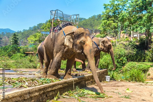 Fototapeta Farm of elephants, Vietnam