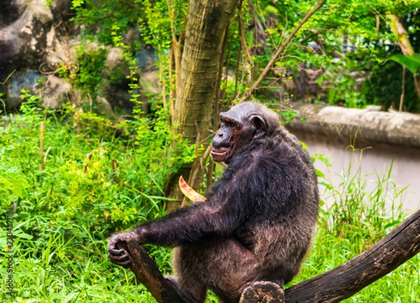 Fototapeta Chimpanzee is eating delicious fruit.