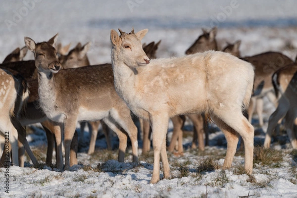 Fototapeta Red and fallow deer standing in snow